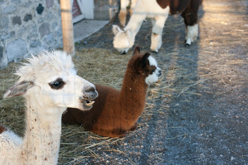 Visiting P.E.C.: Alpacas at Chetwyn&nbsp;Farms